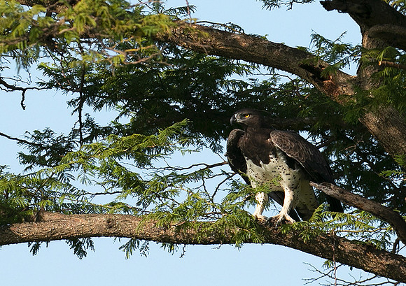 Martial eagle - Grumeti