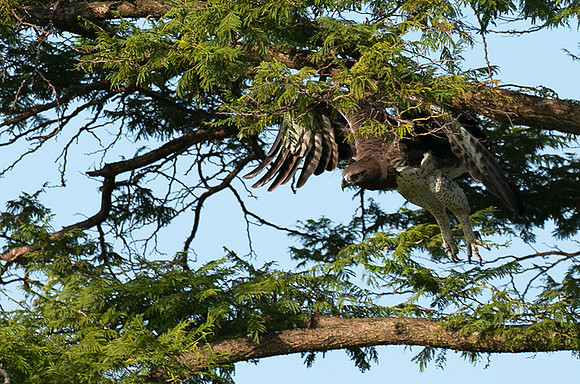 Martial eagle - Grumeti