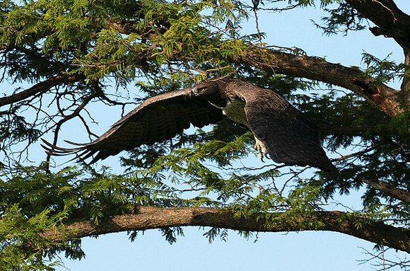 Martial eagle - Grumeti