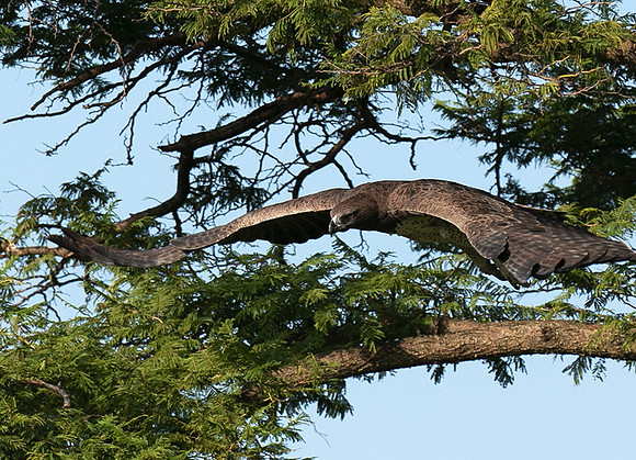 Martial eagle - Grumeti