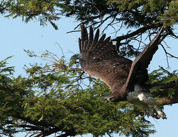 Martial eagle - Grumeti