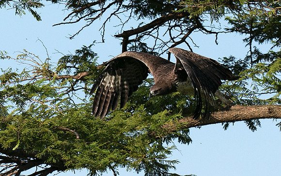 Martial eagle - Grumeti