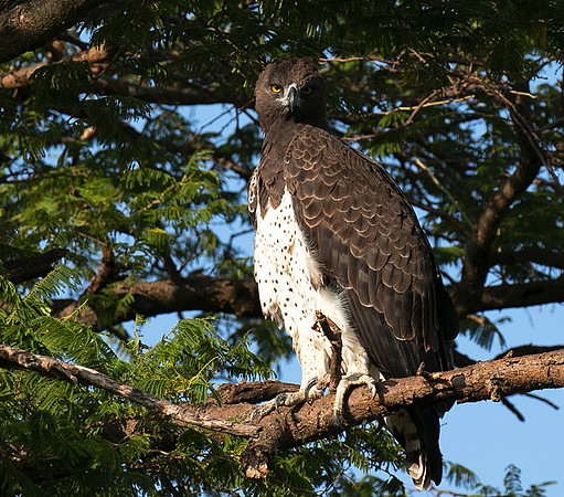 Martial eagle - Grumeti