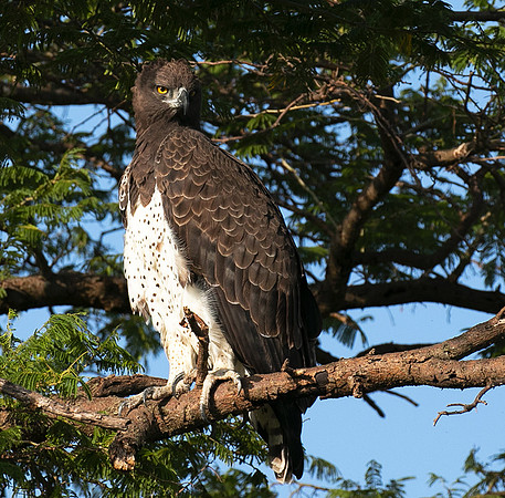 Martial eagle - Grumeti