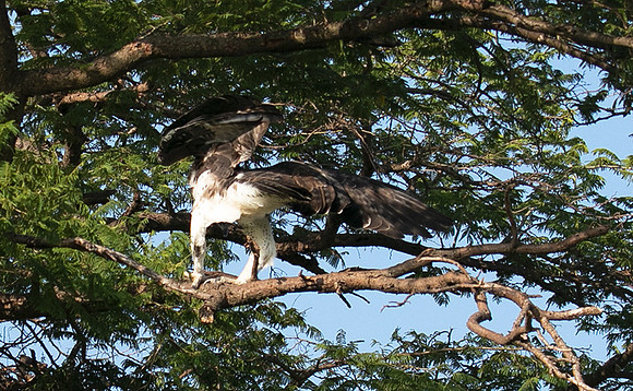 Martial eagle - Grumeti