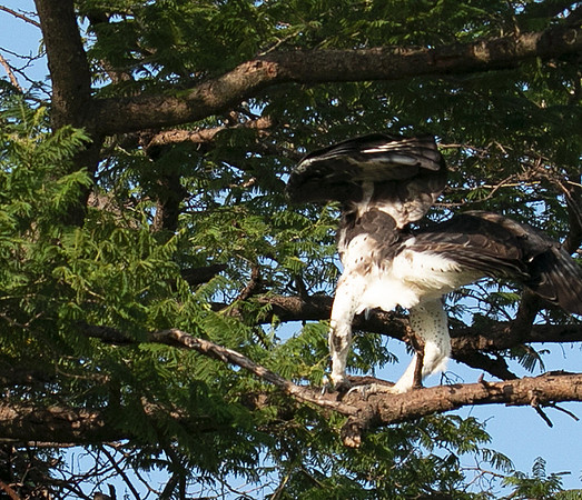 Martial eagle - Grumeti