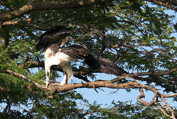 Martial eagle - Grumeti