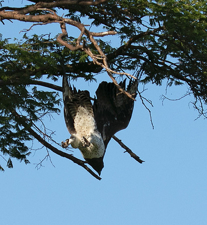 Martial eagle - Grumeti