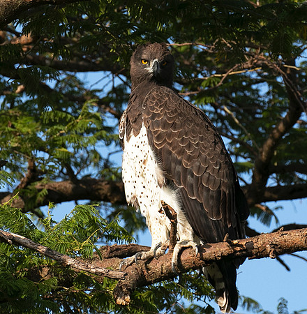 Martial eagle - Grumeti