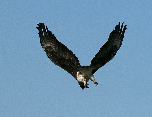 Martial eagle - Grumeti