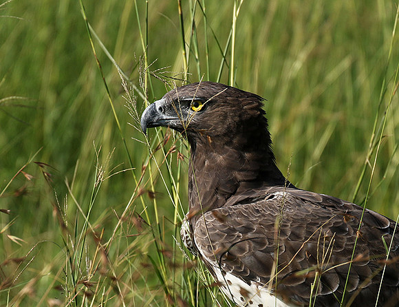 Martial eagle - Grumeti