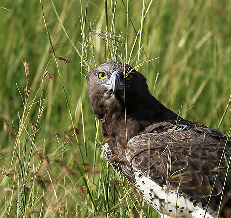 Martial eagle - Grumeti