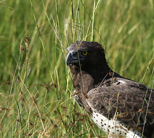 Martial eagle - Grumeti