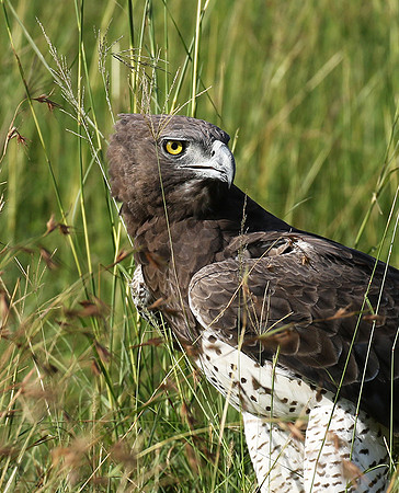Martial eagle - Grumeti