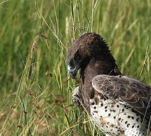 Martial eagle - Grumeti