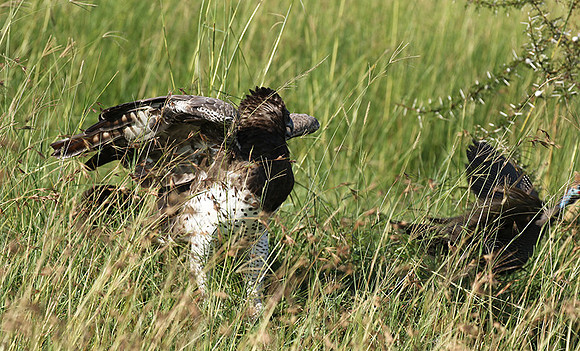 Martial eagle - Grumeti