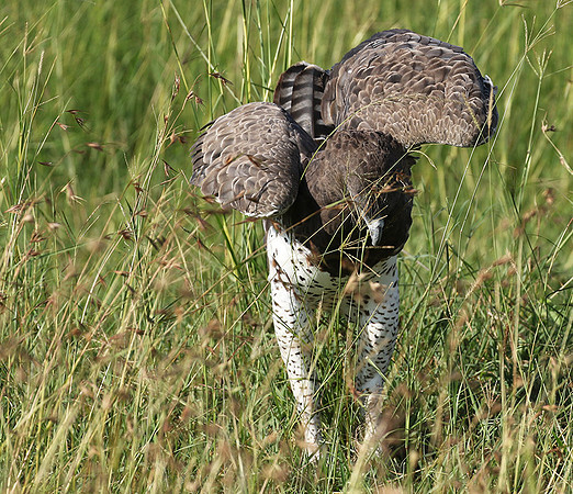 Martial eagle - Grumeti