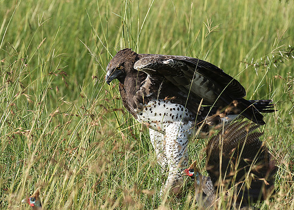 Martial eagle - Grumeti