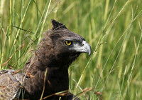 Eagles