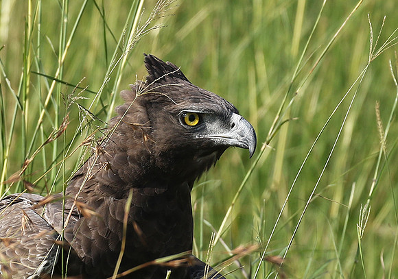 Martial eagle - Grumeti