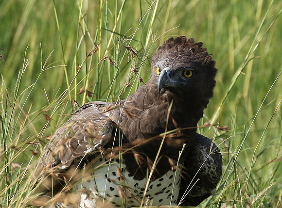 Martial eagle - Grumeti