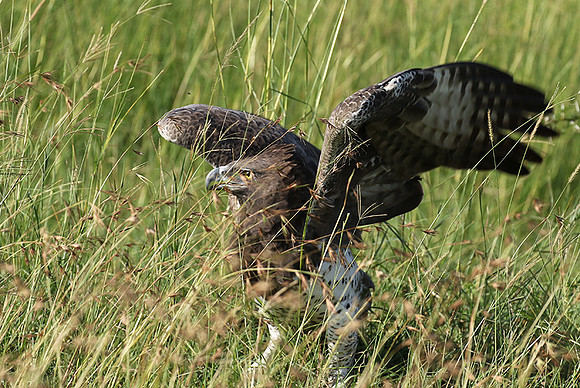 Martial eagle - Grumeti