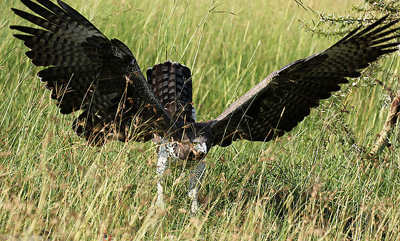 Martial eagle - Grumeti