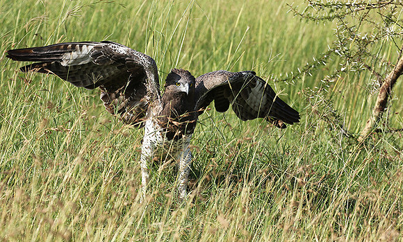 Martial eagle - Grumeti