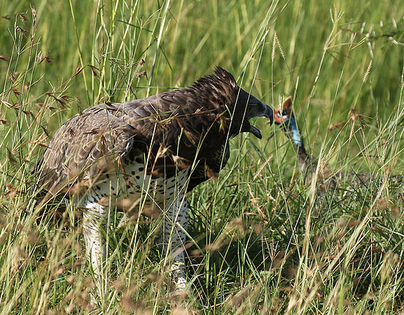 Martial eagle - Grumeti