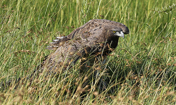 Martial eagle - Grumeti