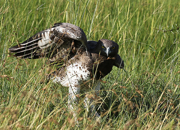 Martial eagle - Grumeti