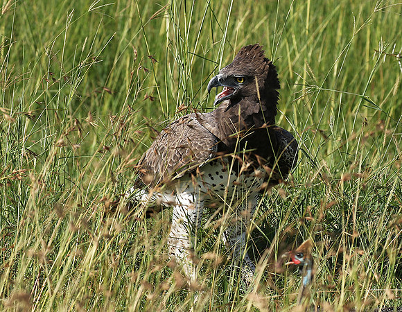Martial eagle - Grumeti