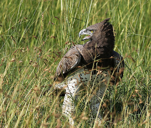 Martial eagle - Grumeti