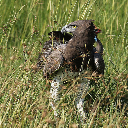 Martial eagle - Grumeti