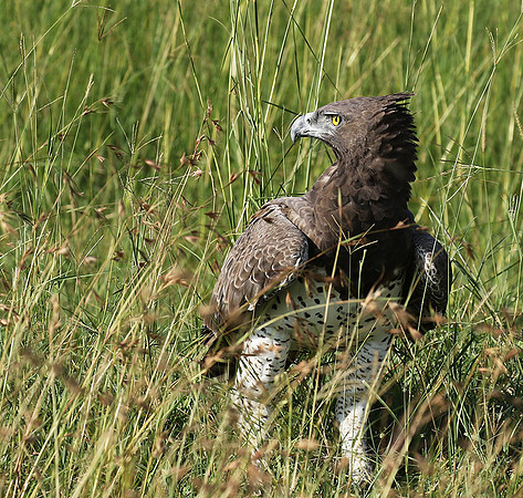 Martial eagle - Grumeti