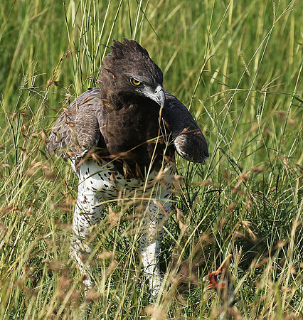 Martial eagle - Grumeti