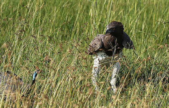 Martial eagle - Grumeti