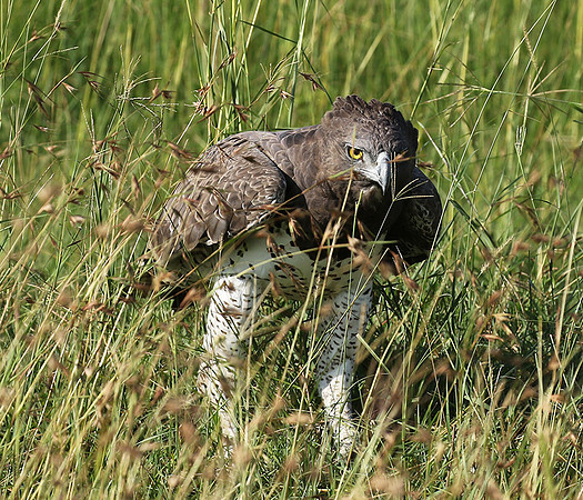 Martial eagle - Grumeti