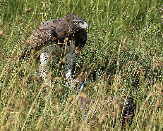 Martial eagle - Grumeti
