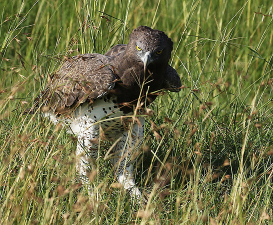 Martial eagle - Grumeti