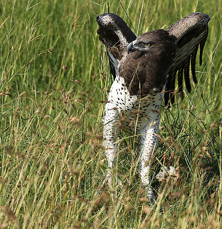 Martial eagle - Grumeti