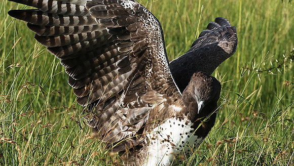 Martial eagle - Grumeti