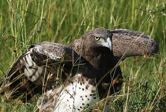 Martial eagle - Grumeti