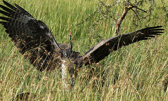 Martial eagle - Grumeti
