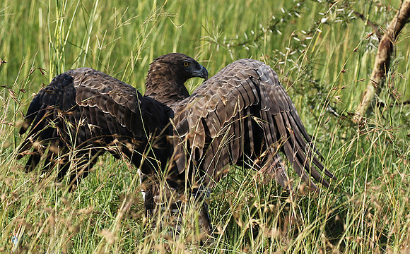 Martial eagle - Grumeti