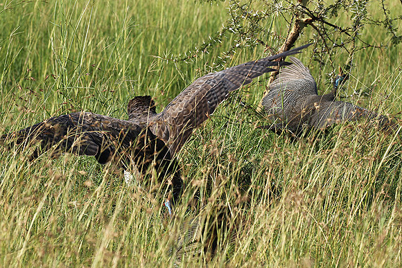 Martial eagle - Grumeti