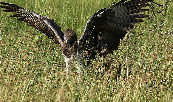 Martial eagle - Grumeti