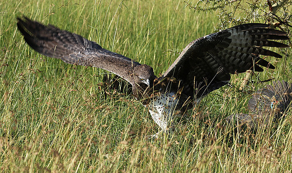 Martial eagle - Grumeti