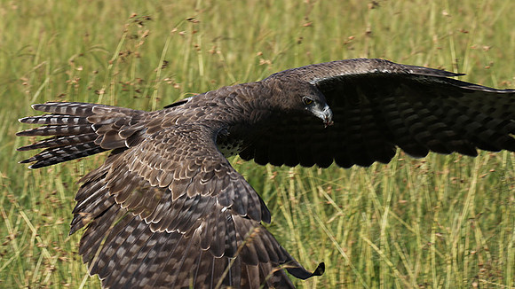 Martial eagle - Grumeti
