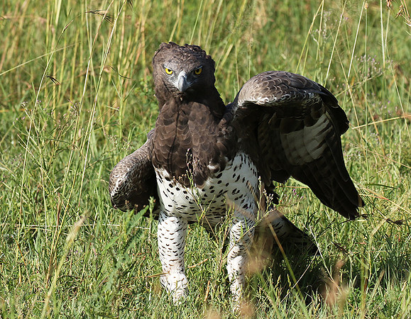 Martial eagle - Grumeti